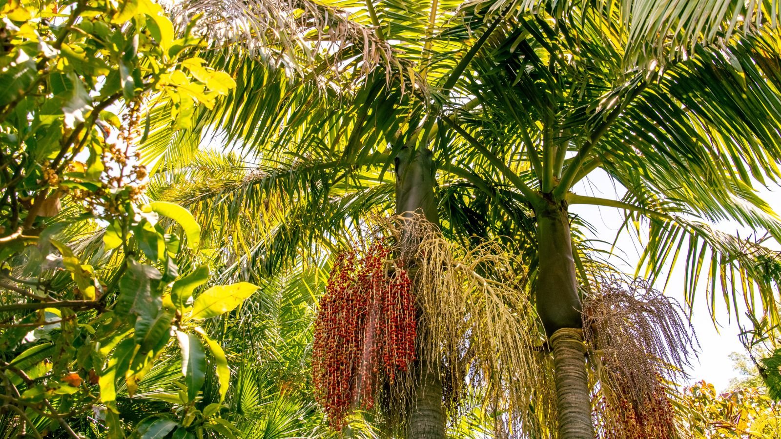 a healthy and sturdy archontophoenix cunninghamiana with lush green leaves and colorful parts