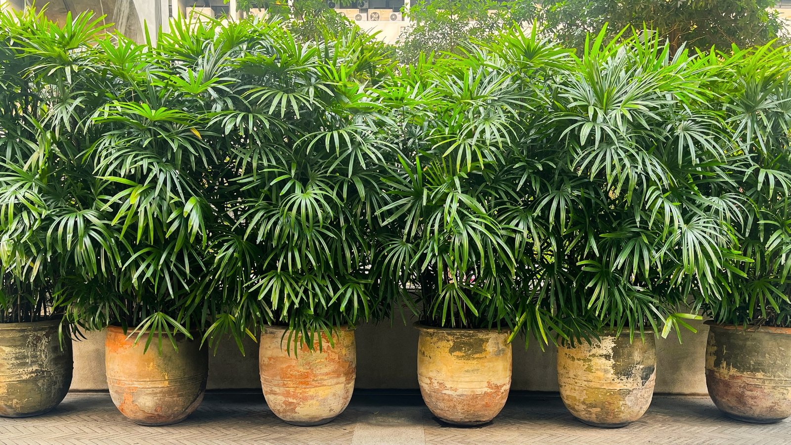 a row of large, old, paint-flaked clay pots with lush palm plants featuring slender, bamboo-like stems surrounded by delicate, fan-shaped green leaves.