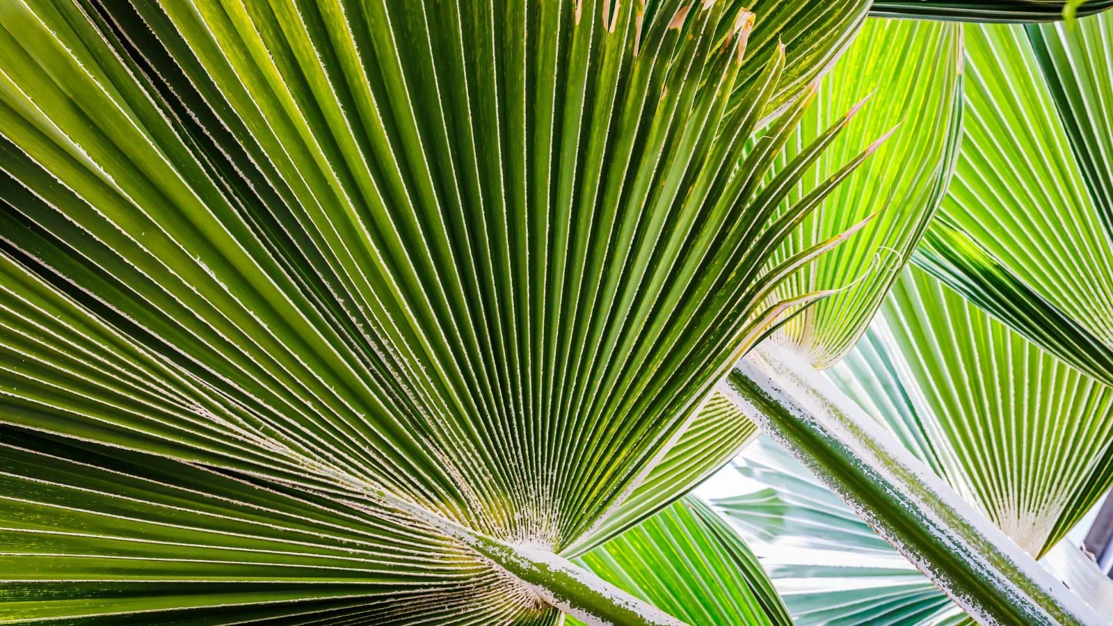 a close up shot of pritchardia hillebrandi leaves appearing to have distinct shapes with sunlight in the background