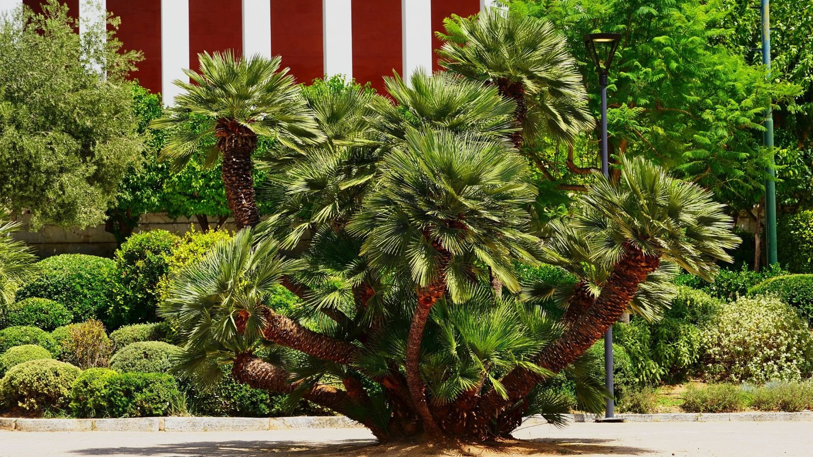 a lovely chamaerops humilis with thick trunks with bright green palm fans with other plants in the background