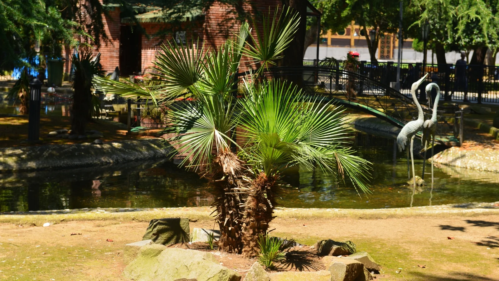 robust structure with deeply lobed, green foliage forming a semi-spherical crown near a pond.
