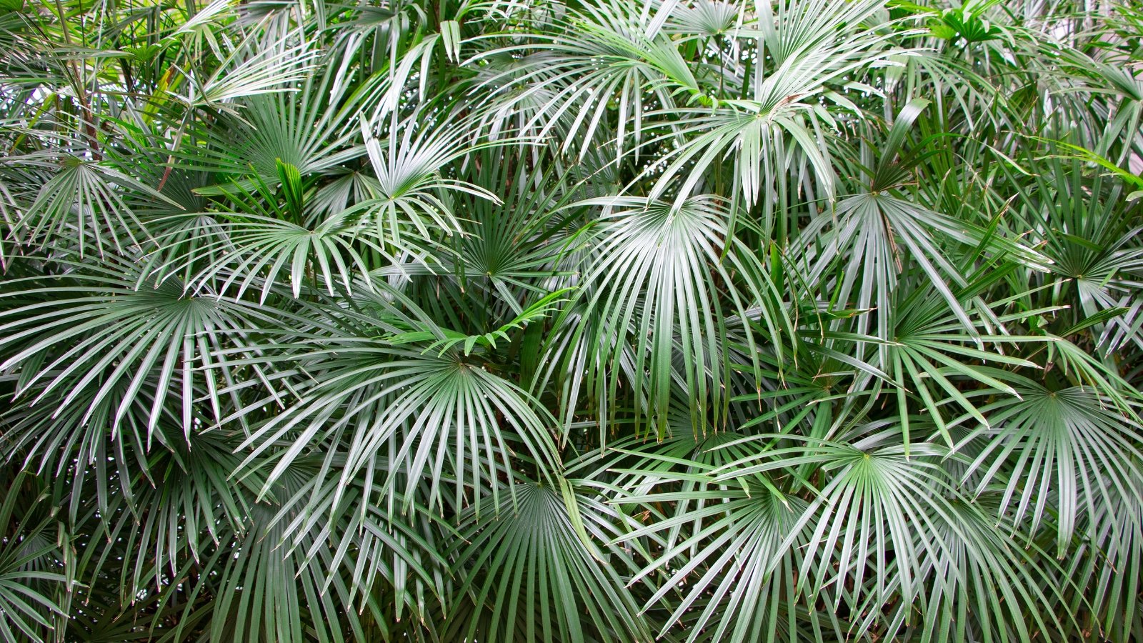 wide, segmented leaves with sharp ends and a silver-green hue, arranged in an overlapping pattern.