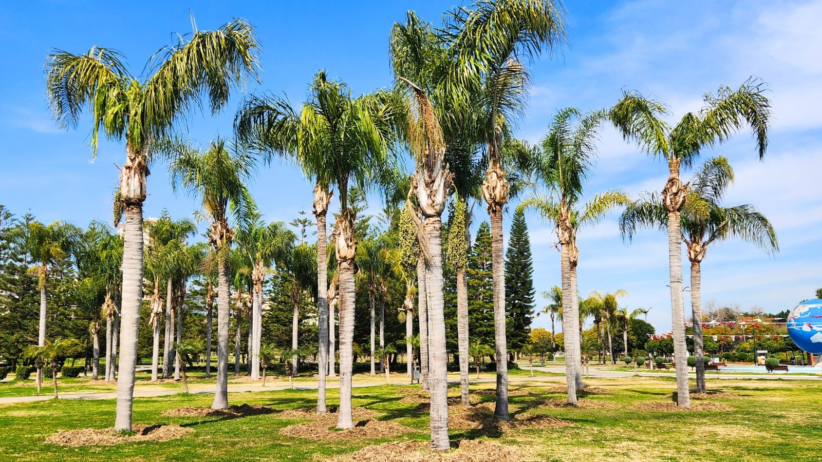 a grove of tall, slender-trunked trees with large, arching green fronds forms a canopy over a grassy area.
