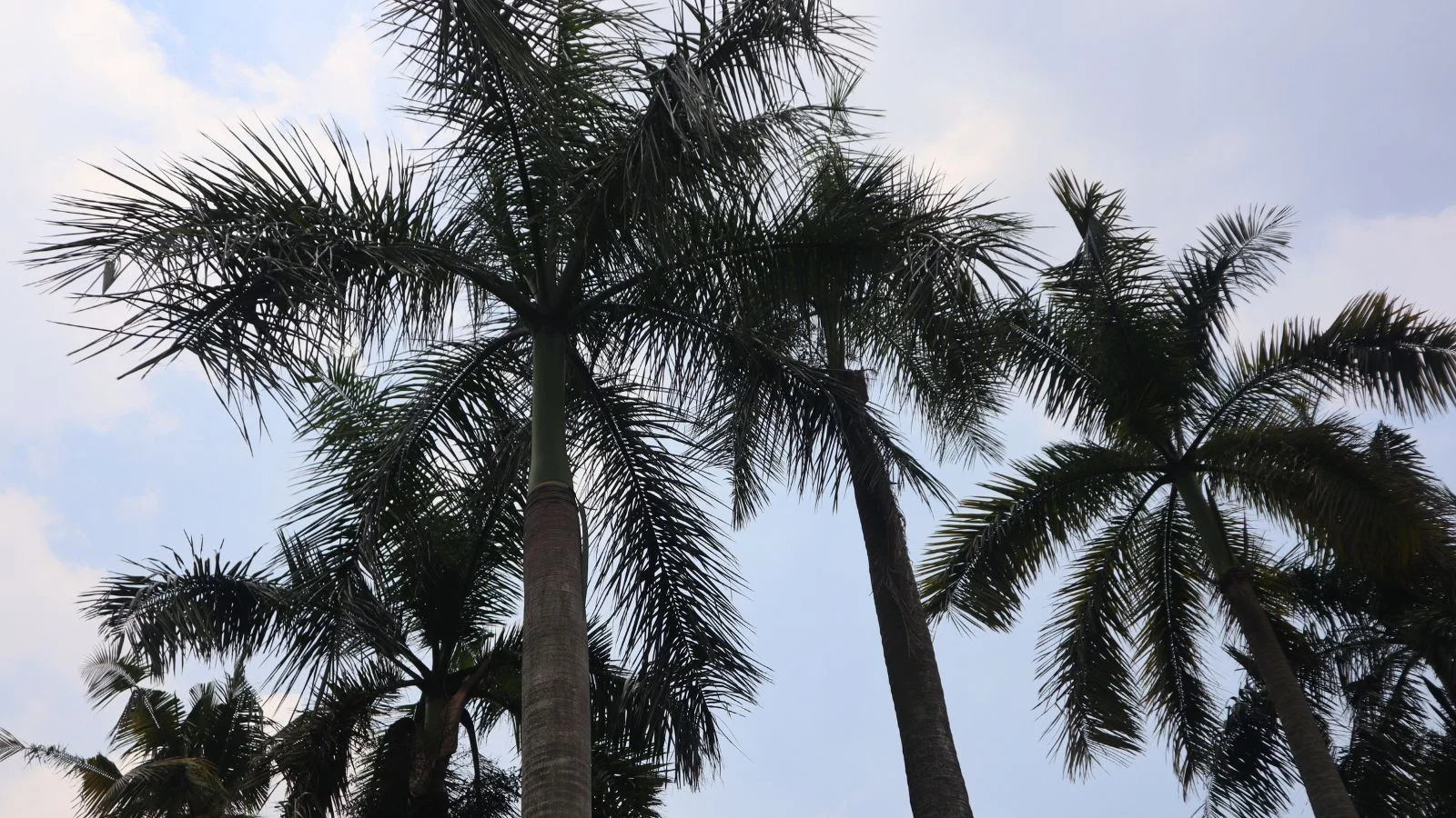 a shot of multiple roystonea regia taken from the bottom with the trees looking dark with the blue sky in the background