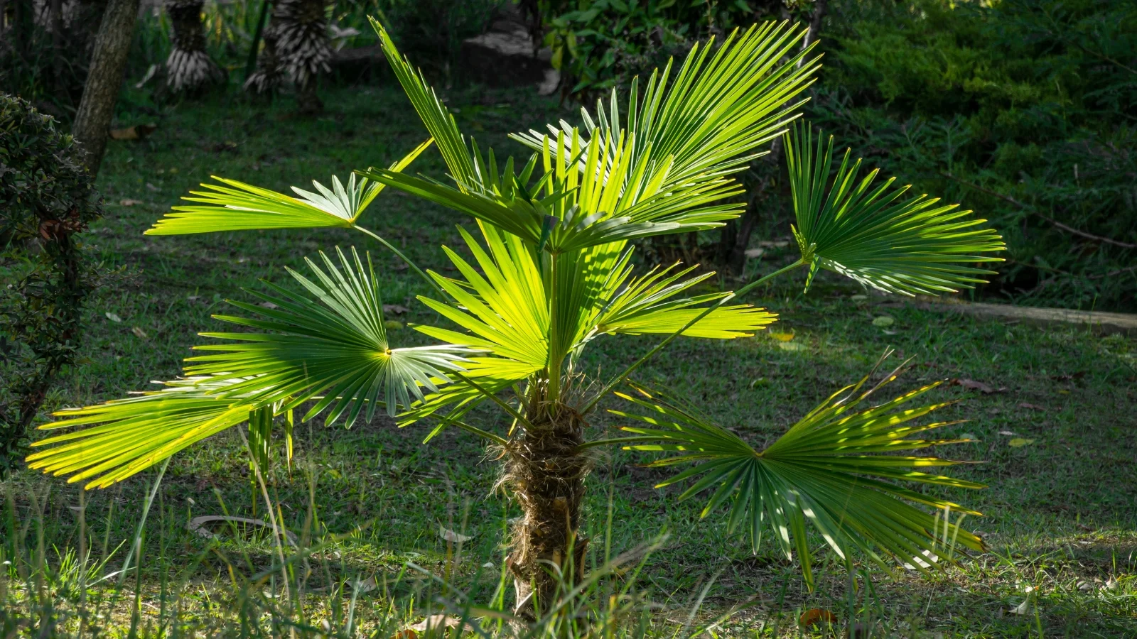 single trunk with bright green, fan-like foliage radiating outward in a circular formation.