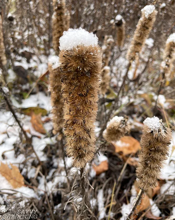 a liatris plant in winter