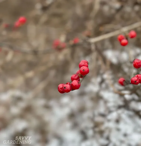 winterberries in winter