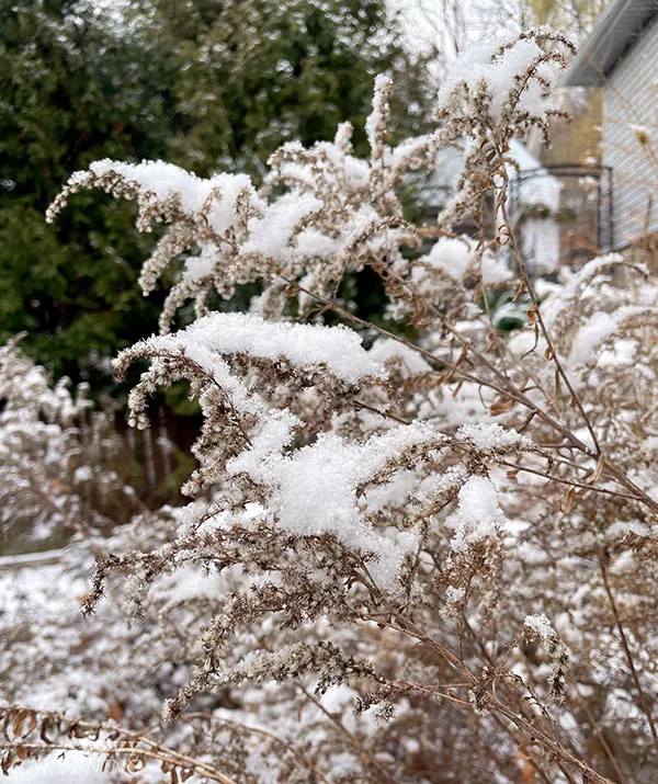 goldenrod covered in snow