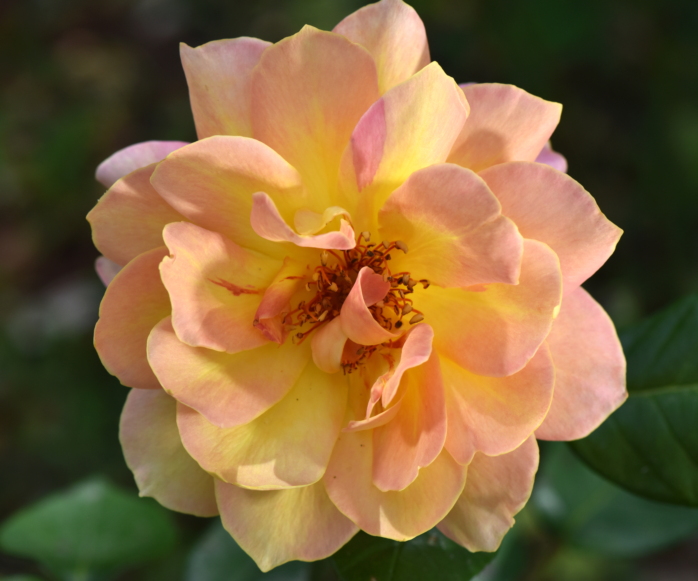 beautiful orange, yellow, and pink rose blossom