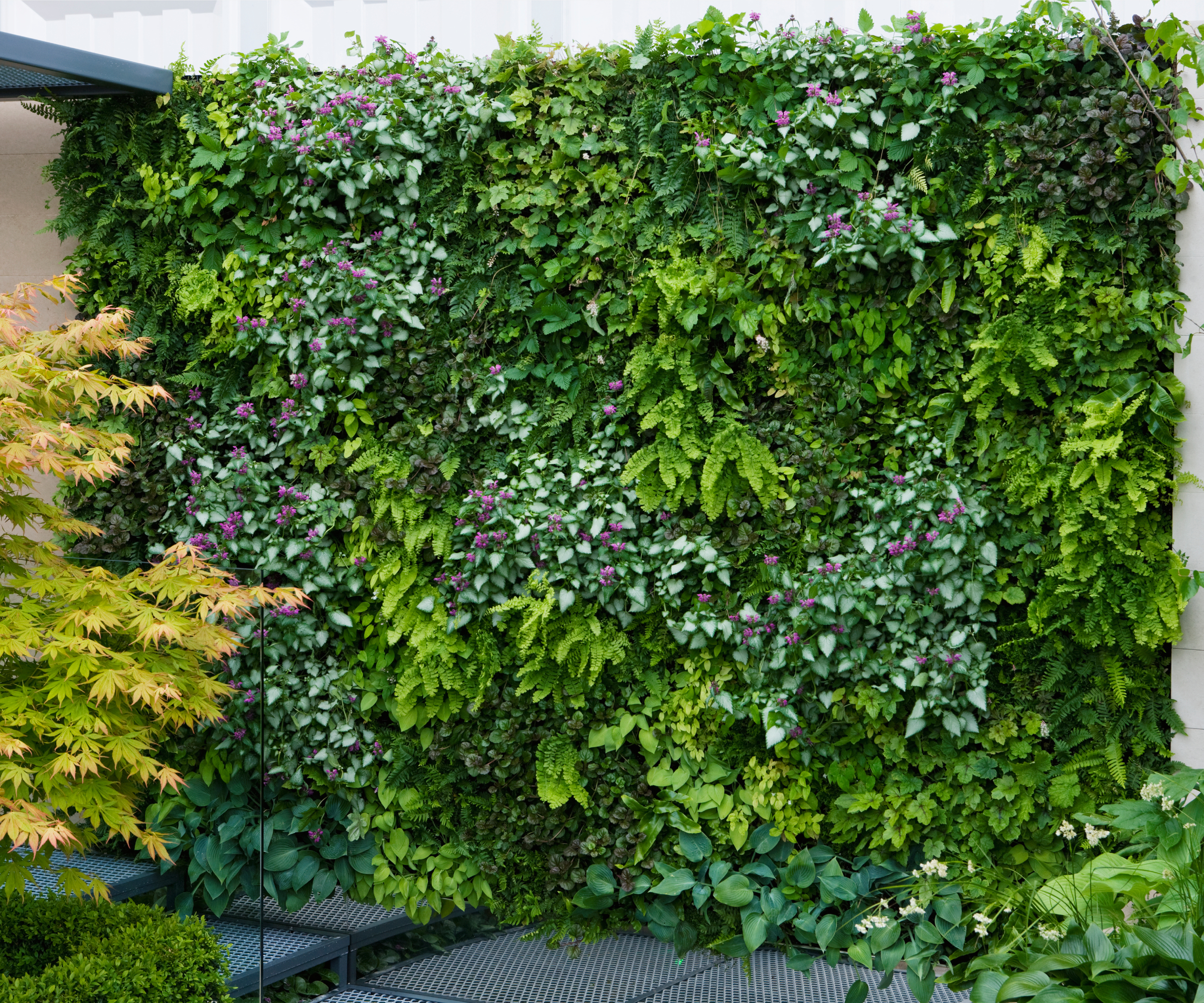 wall covered in green plants