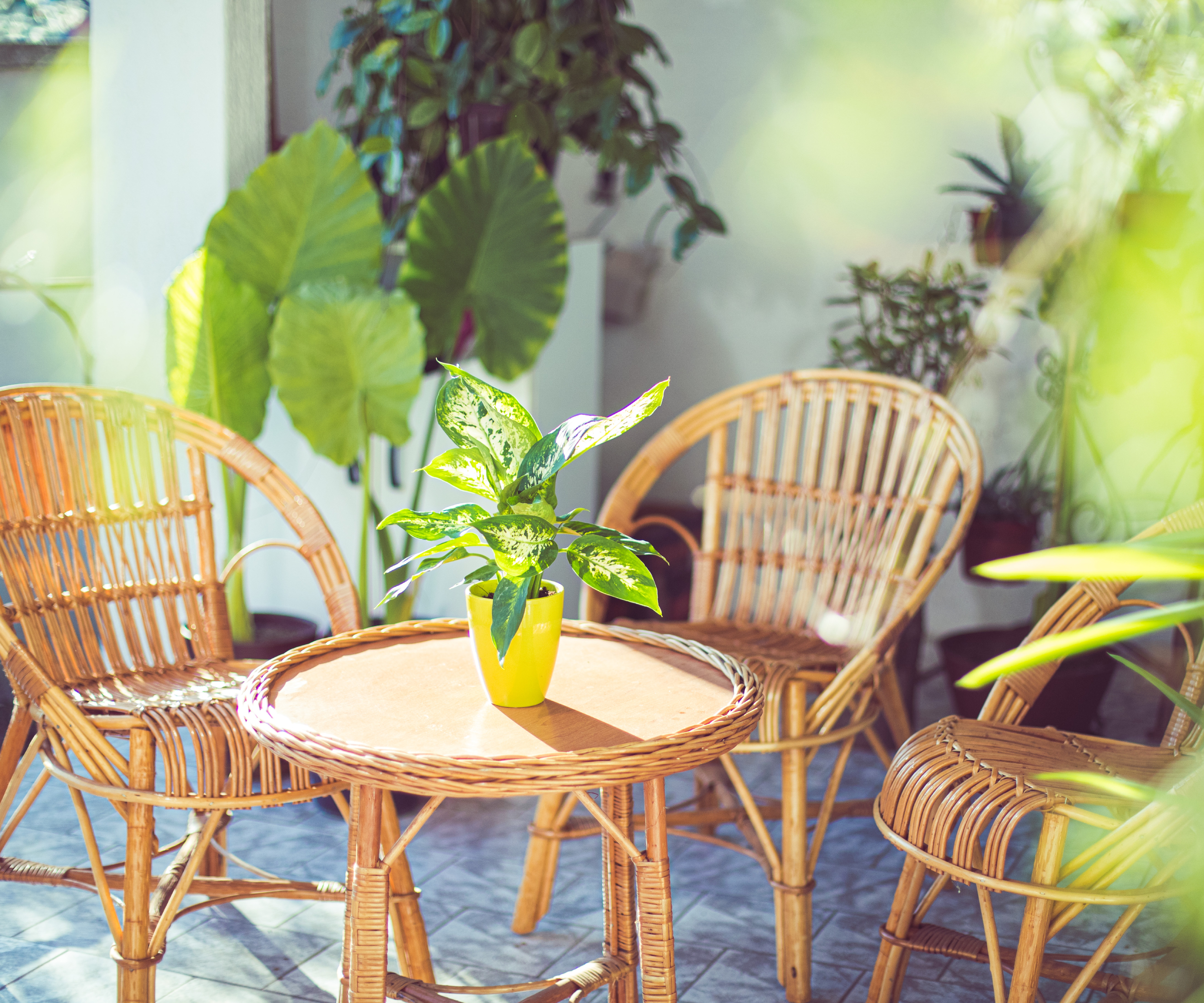 tropical houseplants surround outdoor wicker patio set