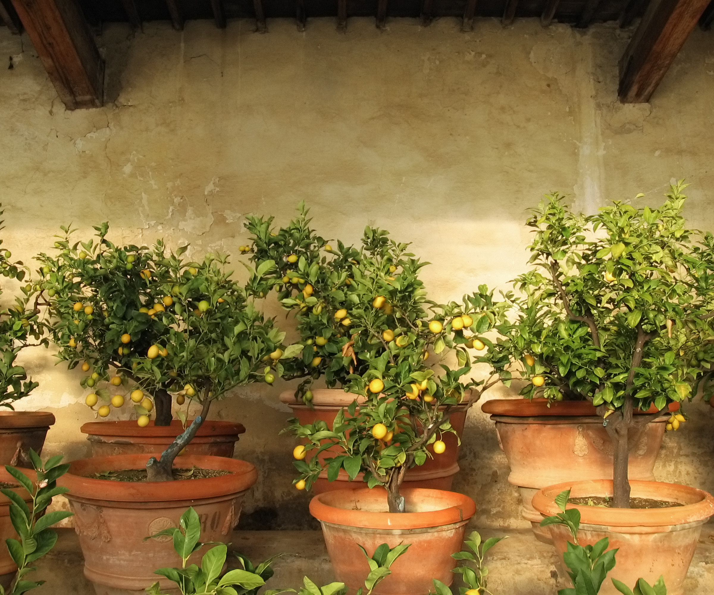 small fruit trees in pots