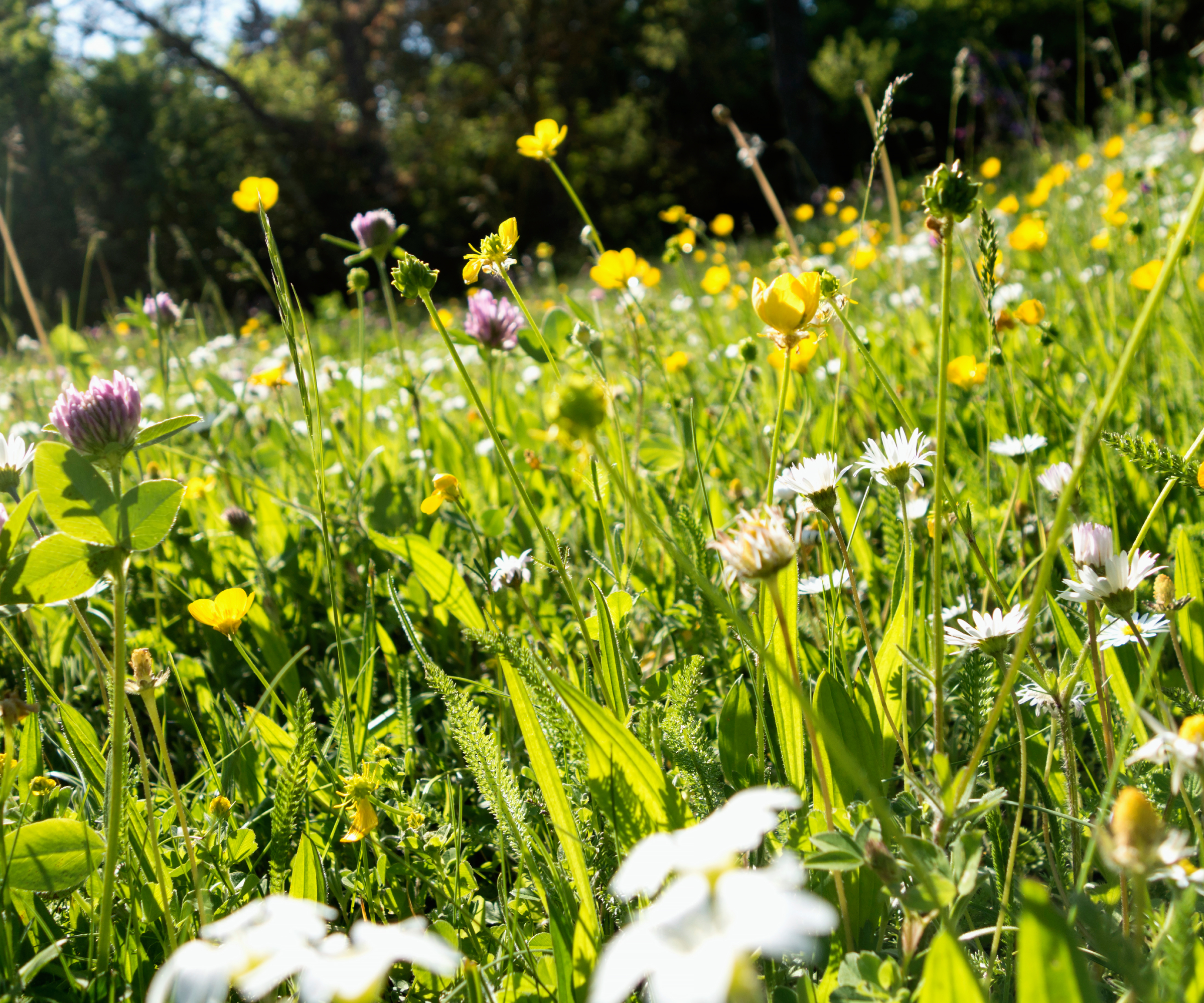 small wildflowers cover yard