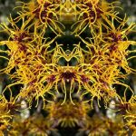 17 Perennials that Bloom in Fall and Winter