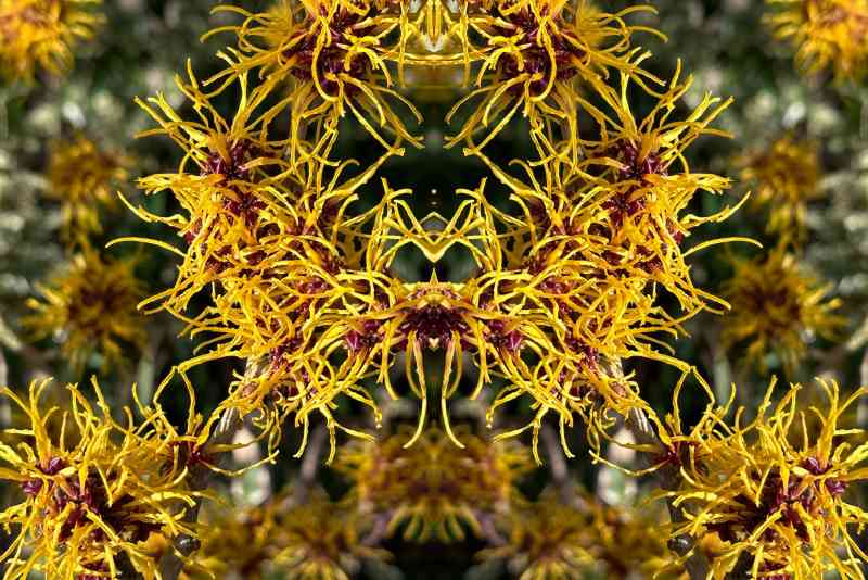 17 Perennials that Bloom in Fall and Winter