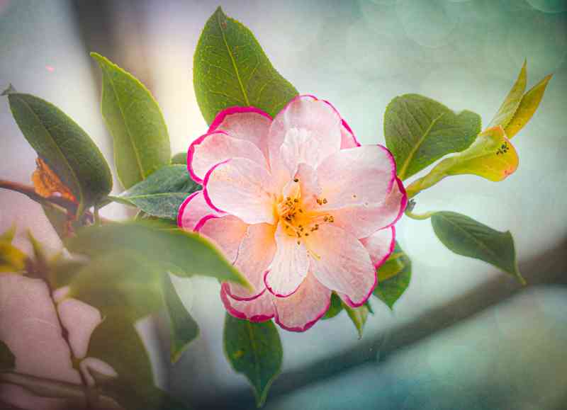 perennials that bloom