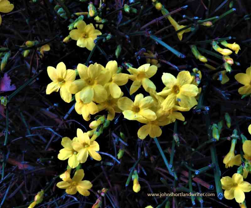 perennials that bloom