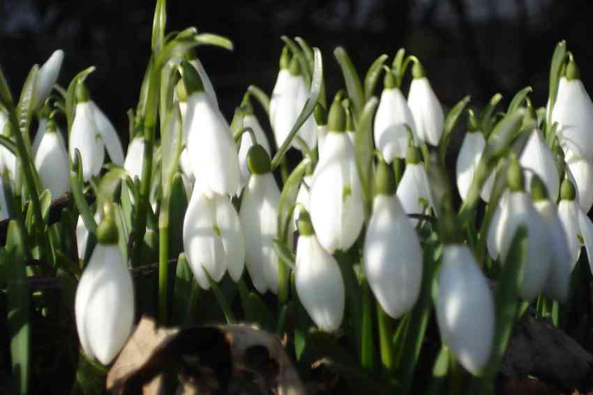 perennials that bloom