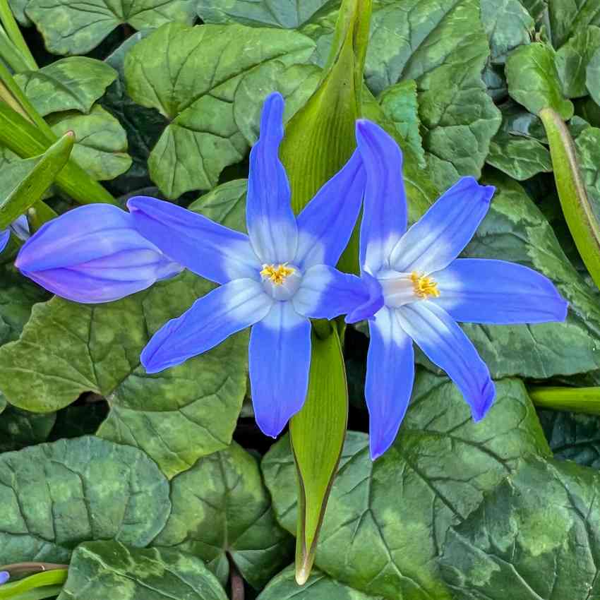 perennials that bloom