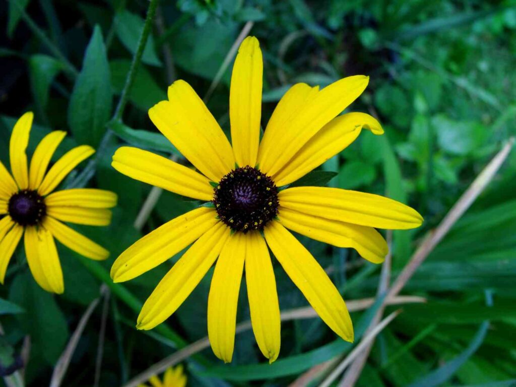 perennials that bloom