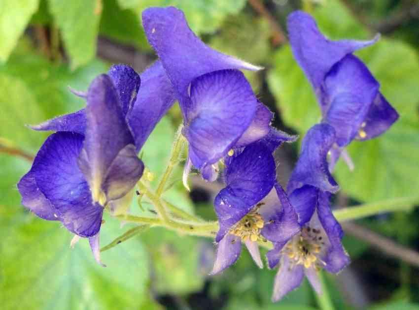 monkshood