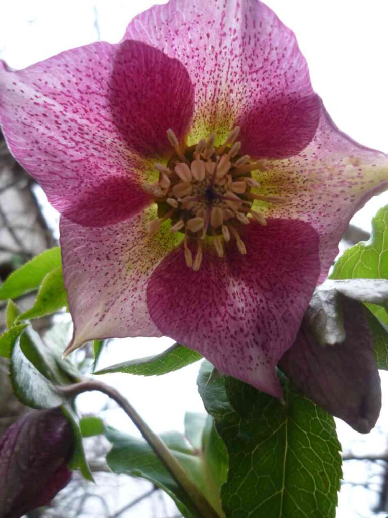 perennials that bloom