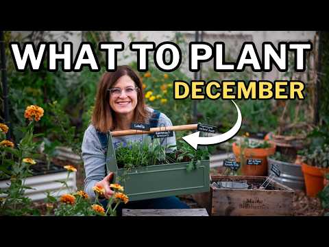 what to plant in december in arizona 2 youtube video
