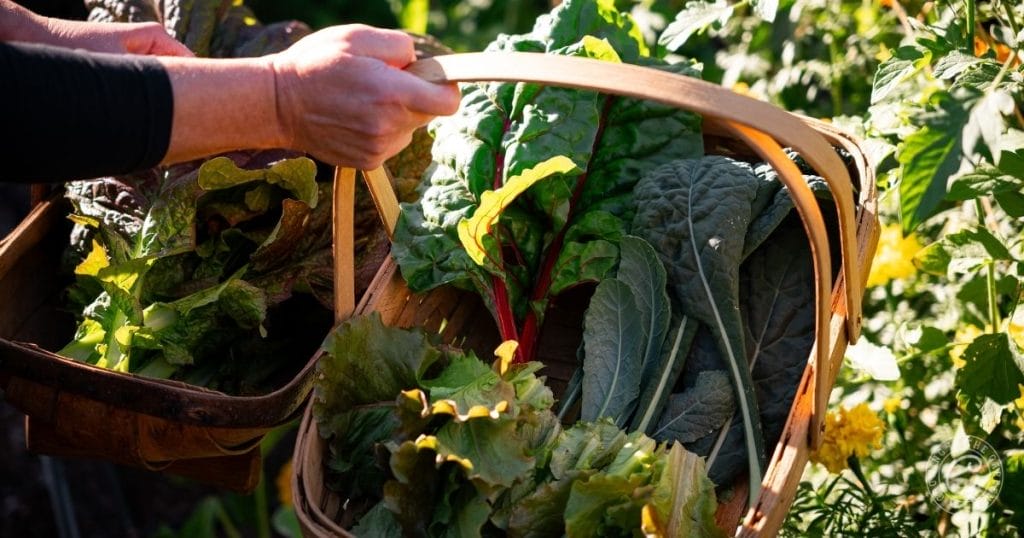 what to plant in december in arizona 5 december kale and greens harvest
