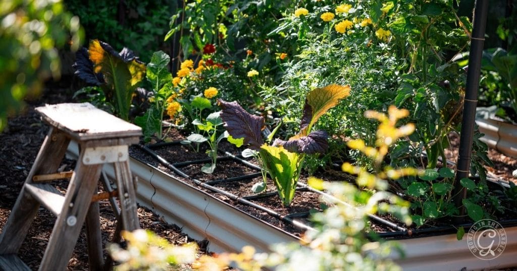 what to plant in december in arizona 4 garden bed in december