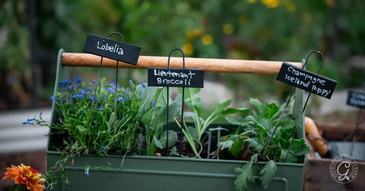 what to plant in december in arizona 8 what to plant in decmber