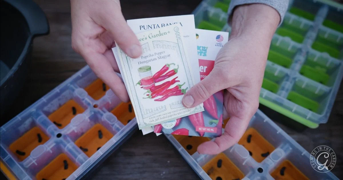 what to plant in december in arizona 7 vegetable seeds to start indoors in december