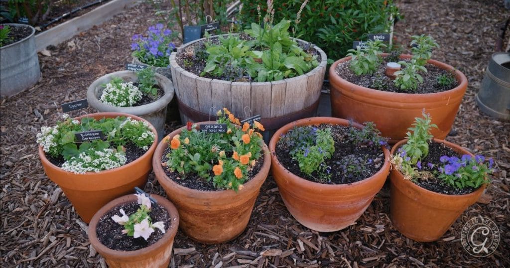 what to plant in december in arizona 9 flowers to plant in december