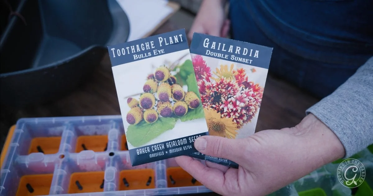 what to plant in december in arizona 10 flower seeds to start indoors in december