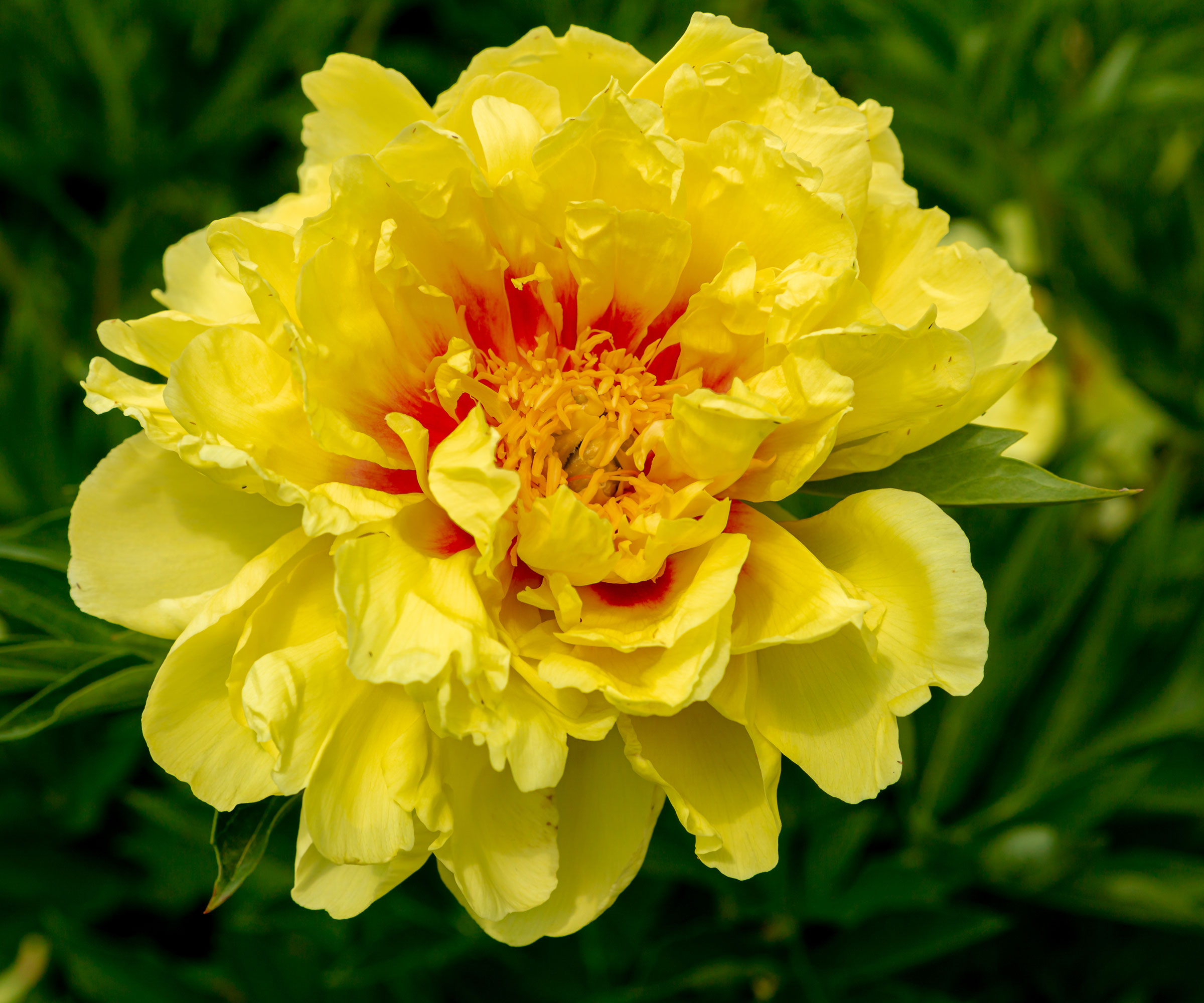 peony yellow crown flowering in garden border