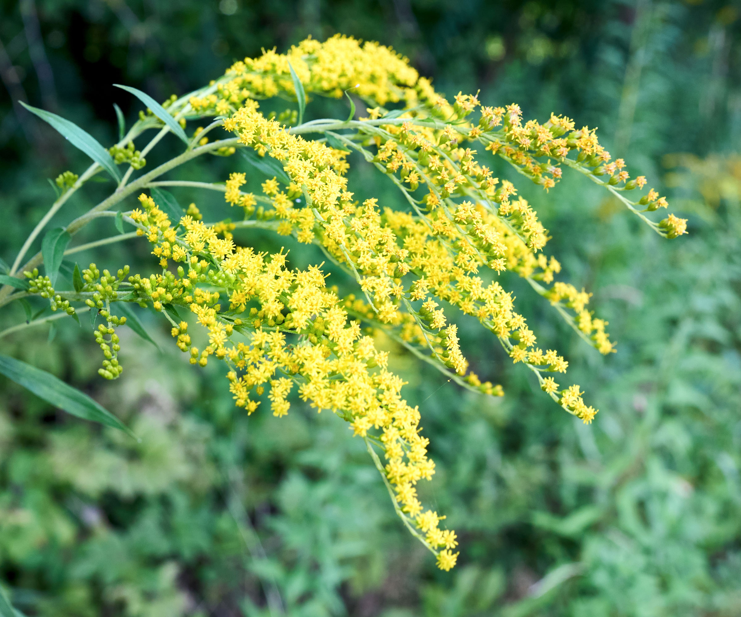 goldenrod fireworks in garden border