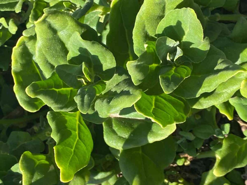 36 vegetables you can plant in january for spring harvest 69 36 vegetables you can plant in january for spring harvest