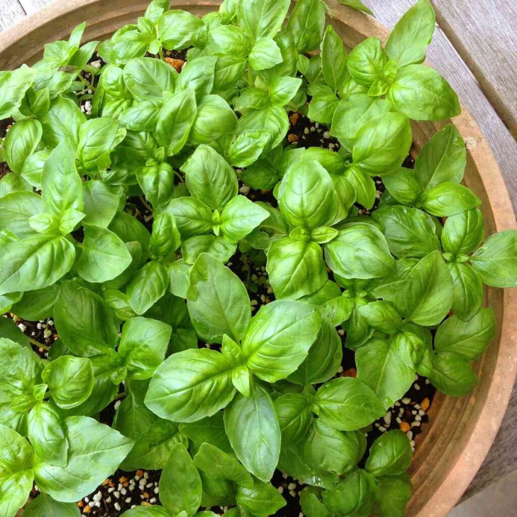 19 best plants to grow in april - vegetales & herbs 16 plants grow april