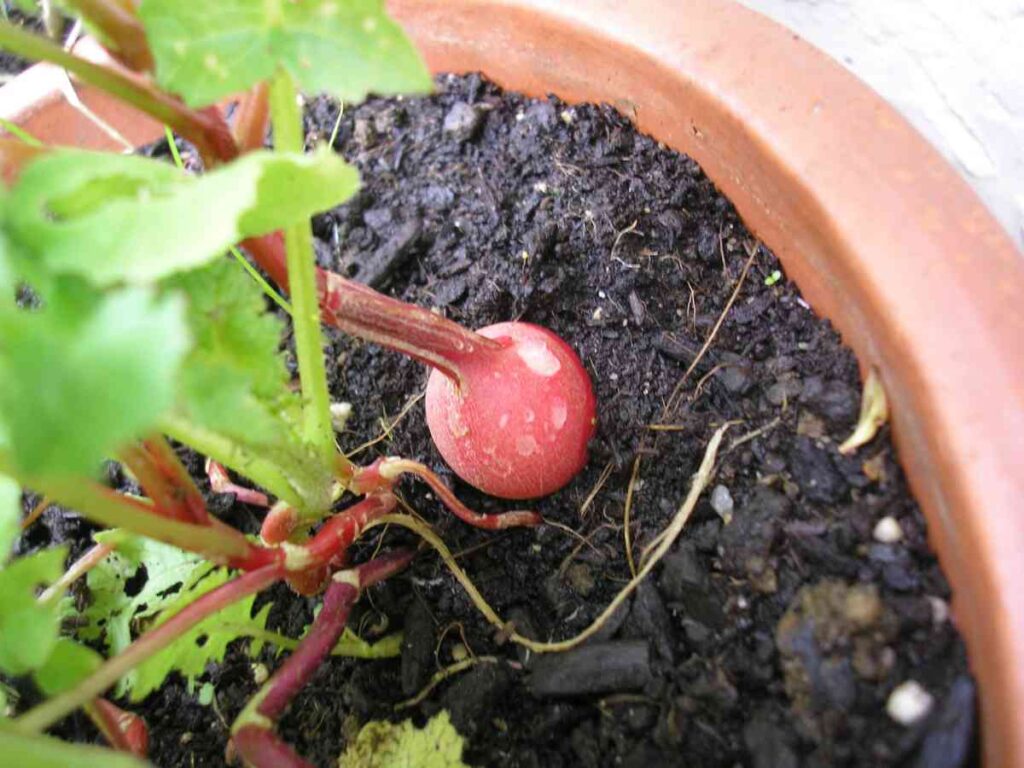 36 vegetables you can plant in january for spring harvest 87 36 vegetables you can plant in january for spring harvest