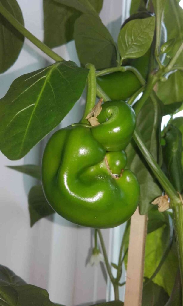 19 best plants to grow in april - vegetales & herbs 12 plants grow april