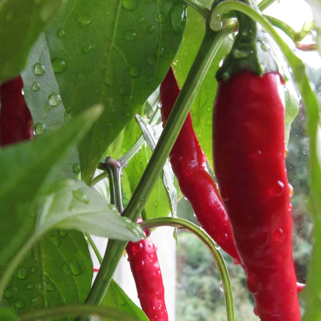 vegetables plant spring