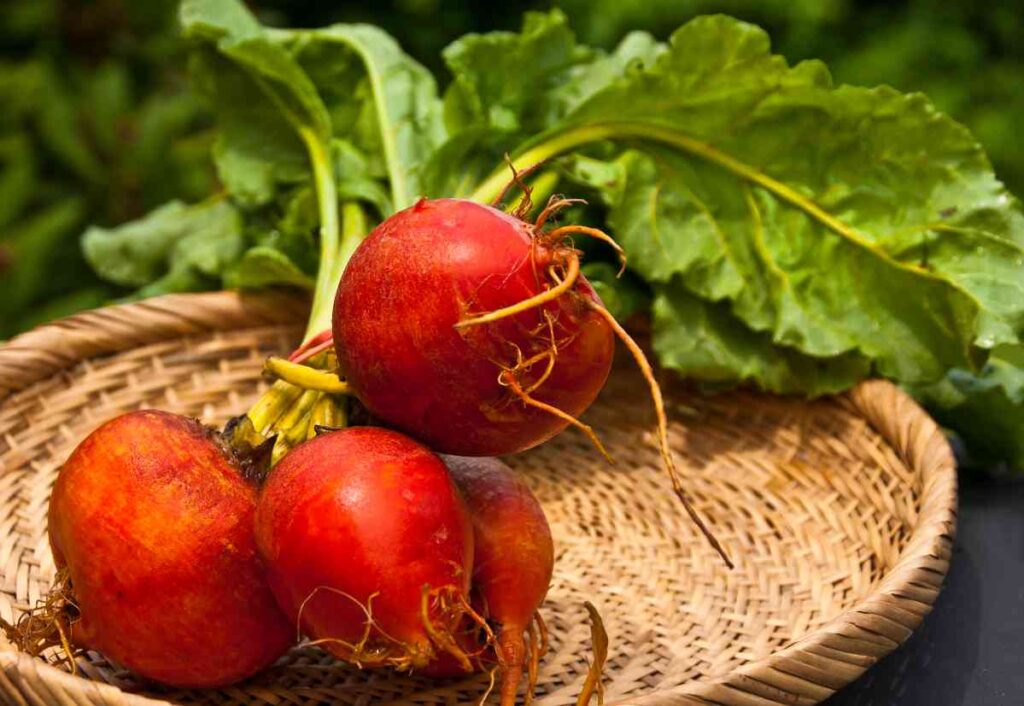 36 vegetables you can plant in january for spring harvest 85 36 vegetables you can plant in january for spring harvest