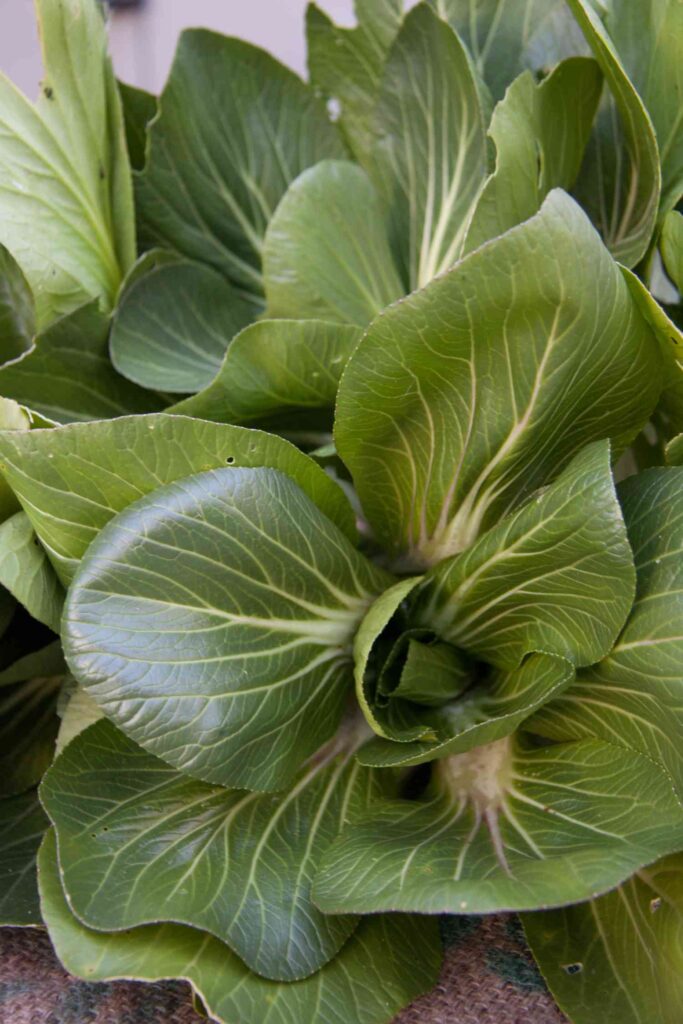 22 vegetables to grow in shade 58 22 vegetables to grow in shade