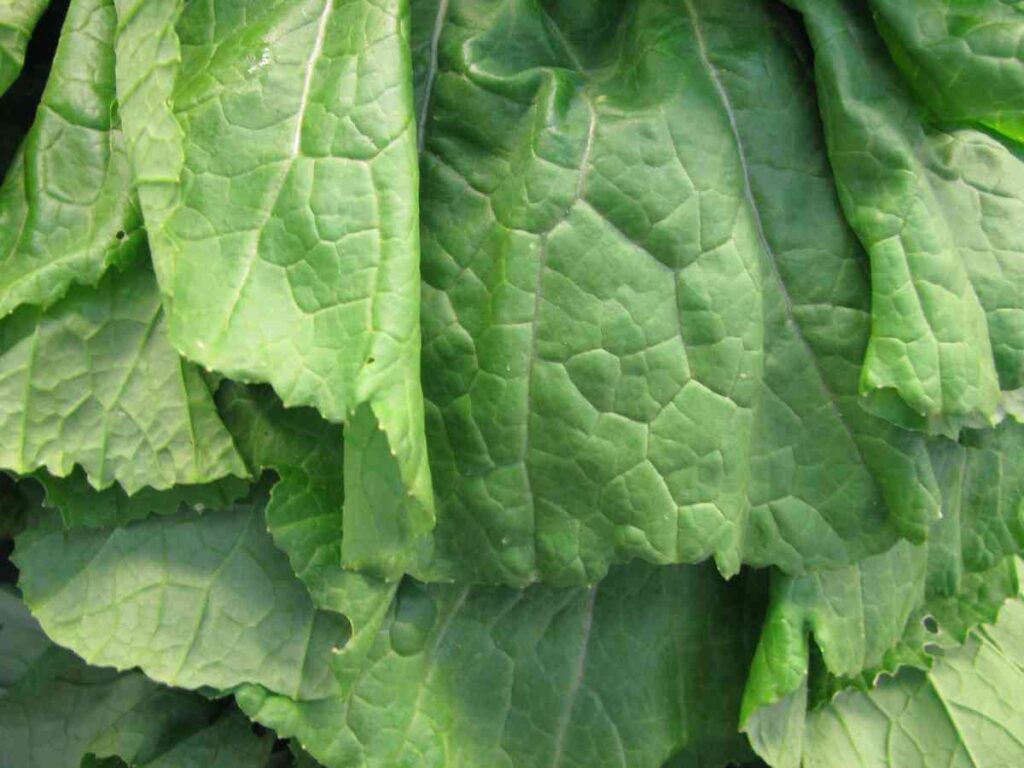 vegetables plant june