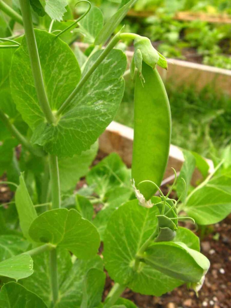 36 vegetables you can plant in january for spring harvest 82 36 vegetables you can plant in january for spring harvest