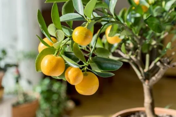 citrus trees pots