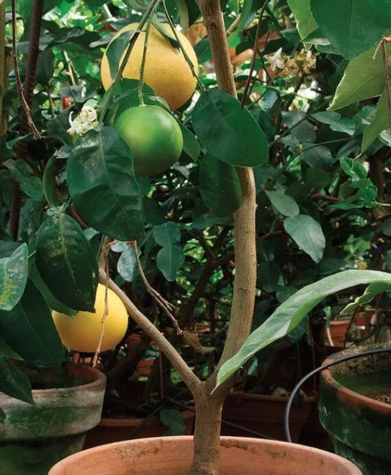 lemon tree growing in a pot with ripe and unripe lemons on the branches