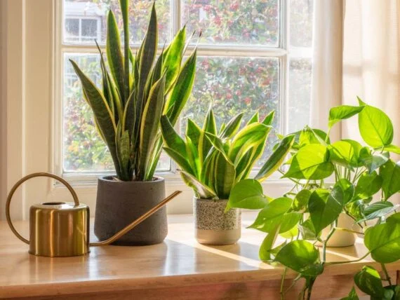 keep indoor plants thriving through the season • the garden glove