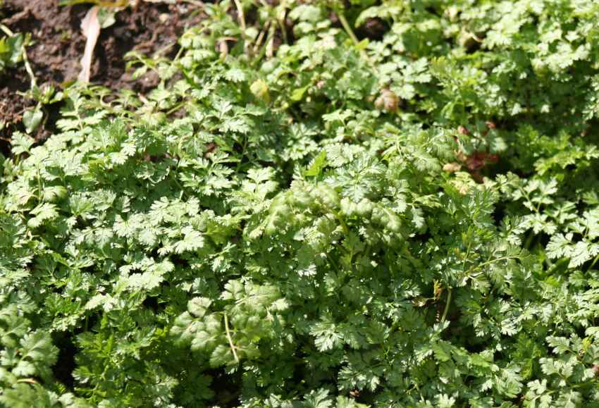 36 vegetables you can plant in january for spring harvest 96 chervil