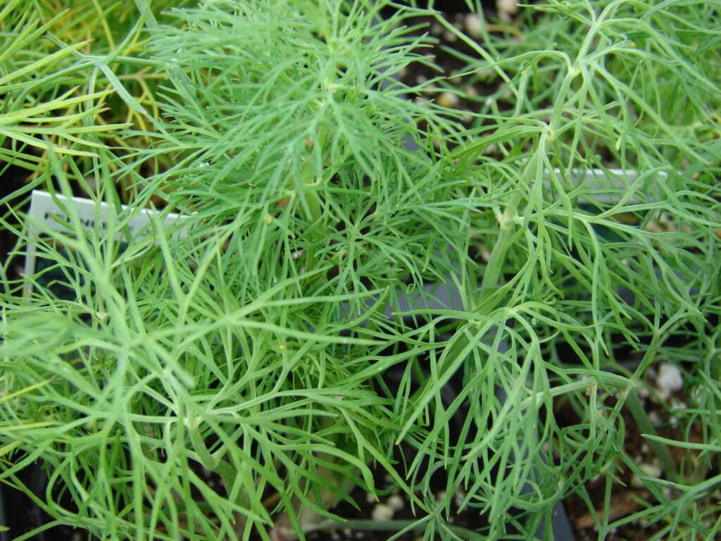 36 vegetables you can plant in january for spring harvest 97 dill