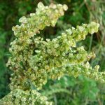 19 Herbs to Plant in Spring – Best Picks for Beginners 19 Herbs to Plant in Spring – Best Picks for Beginners